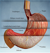 Dr. Patta Radhakrishna-Gastroenterology specialist